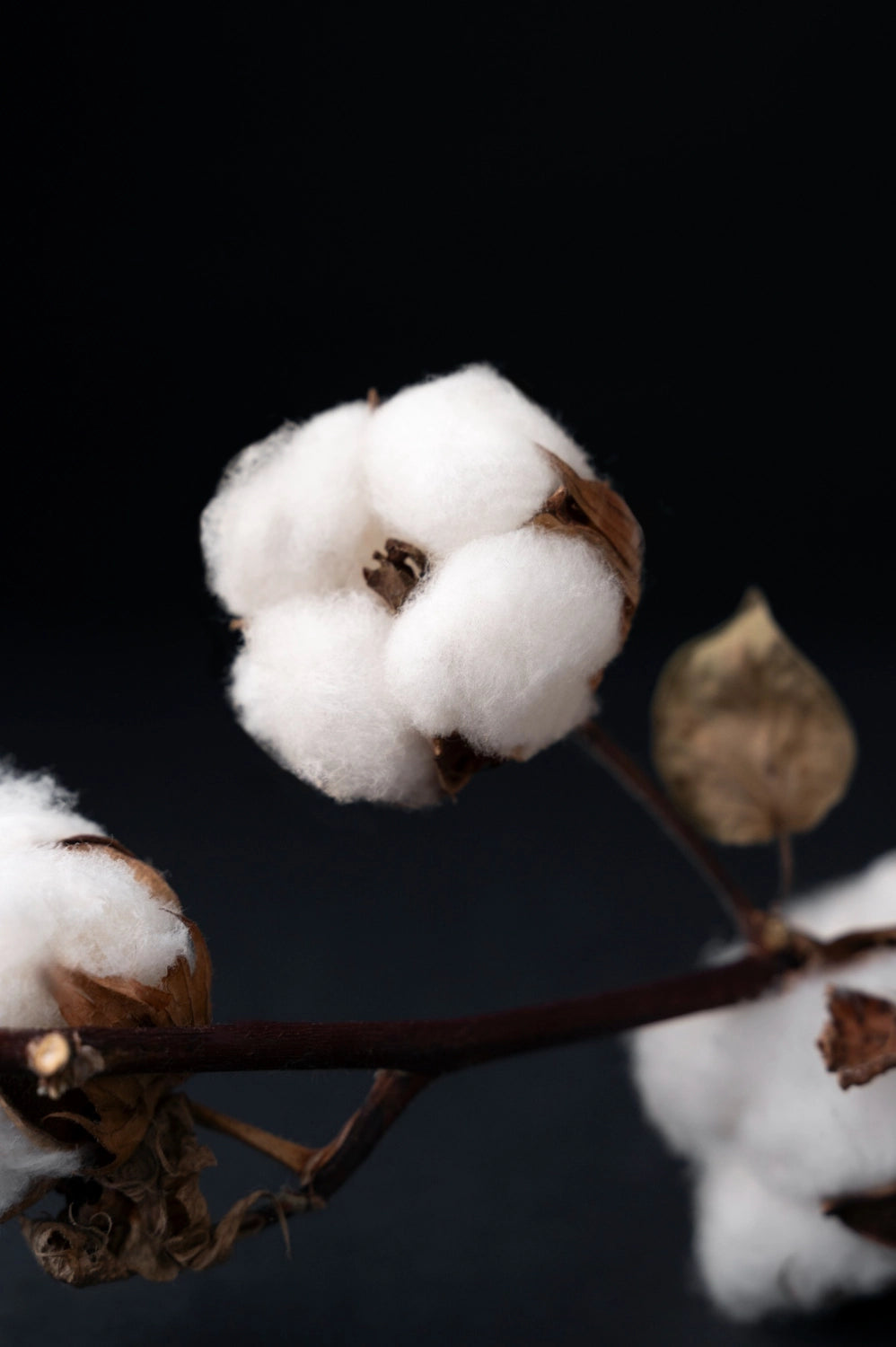 Open cotton bolls on a dried branch against a dark background
